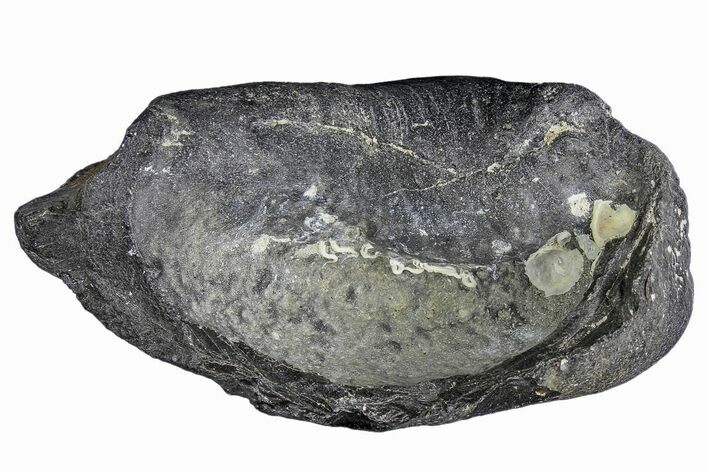 Fossil Whale Ear Bone - Miocene #177747